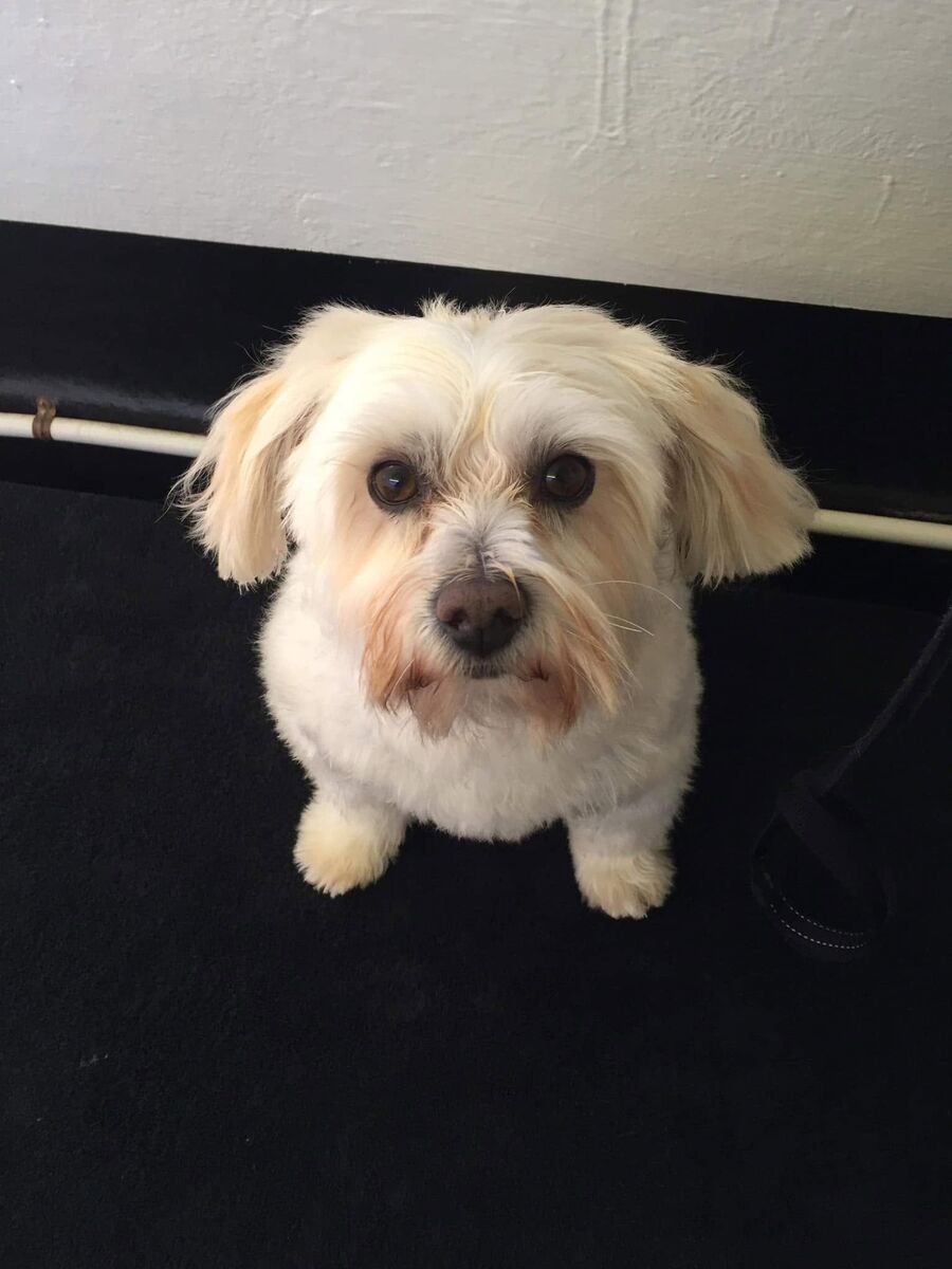 A small white maltese cross, dry and fluffy after a groom