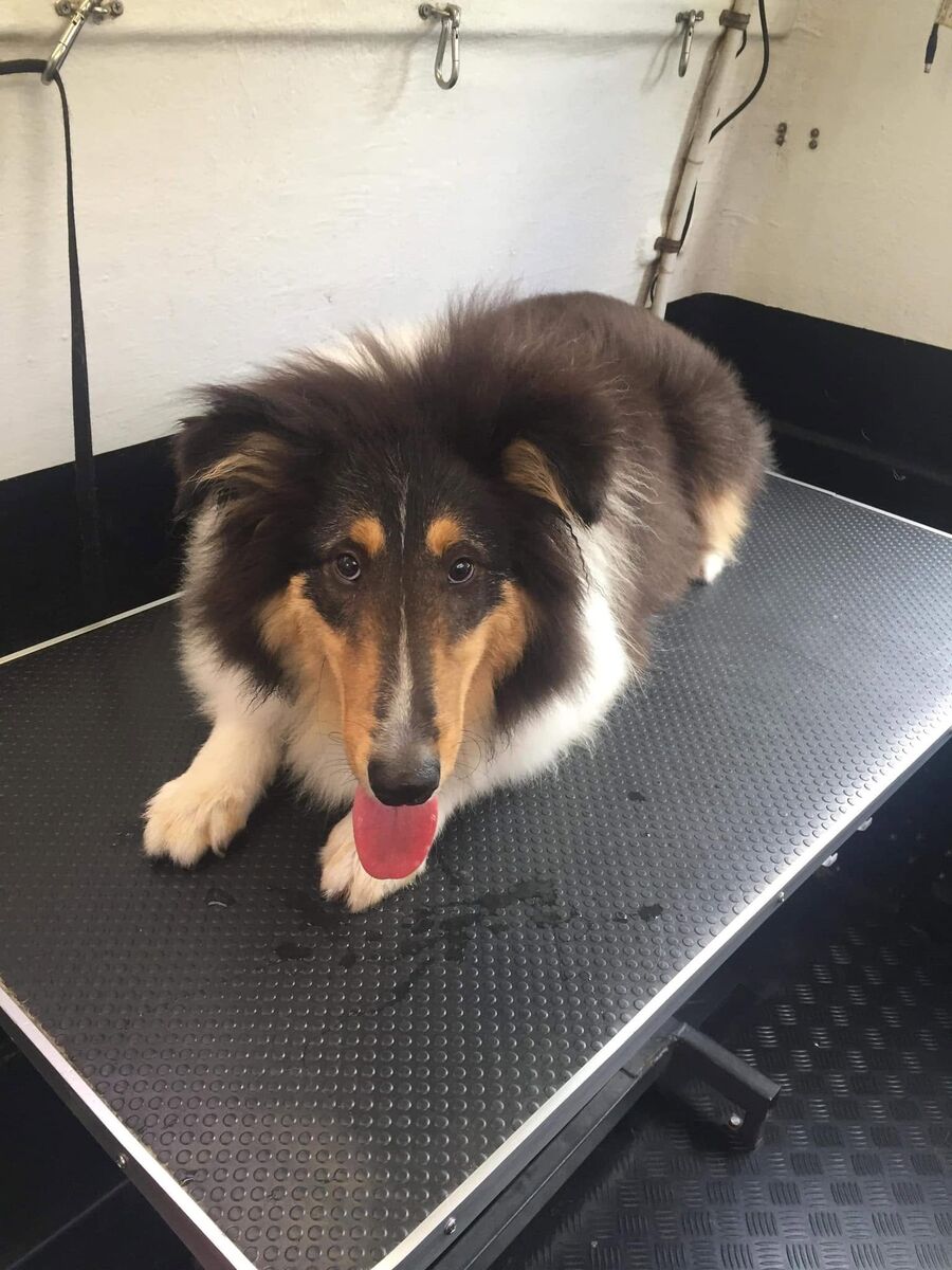 A sheltie on the mat, dry and pleased with itself