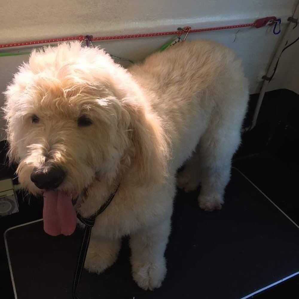 A cream labradoodle, clean and fluffy after a wash