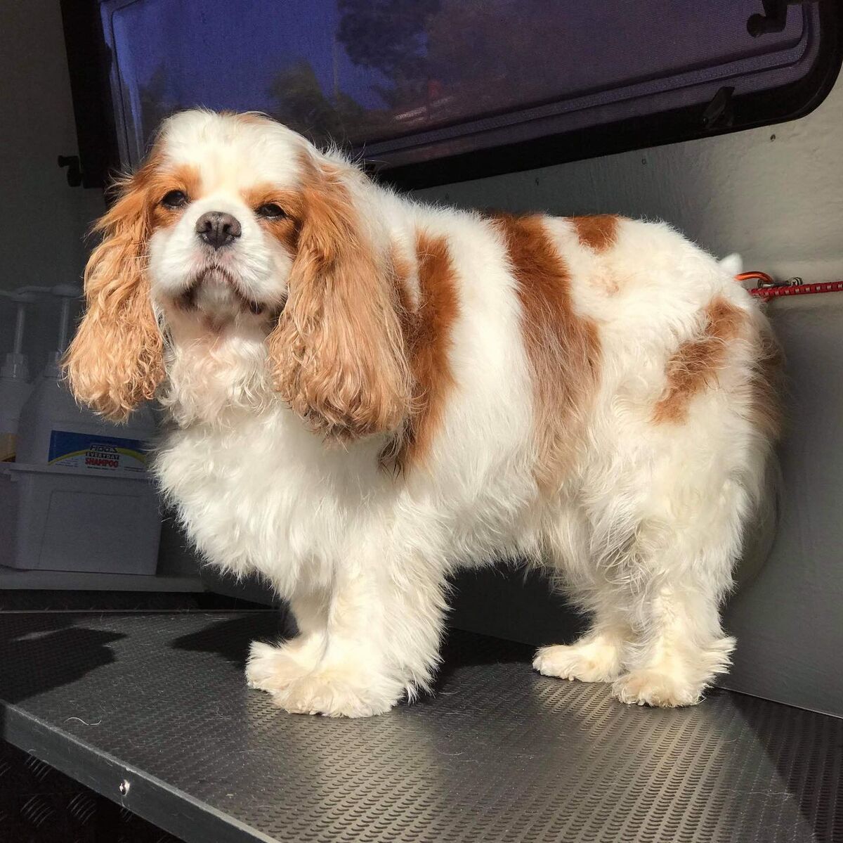 A cavalier standing on the grooming table, dry and freshly groomed