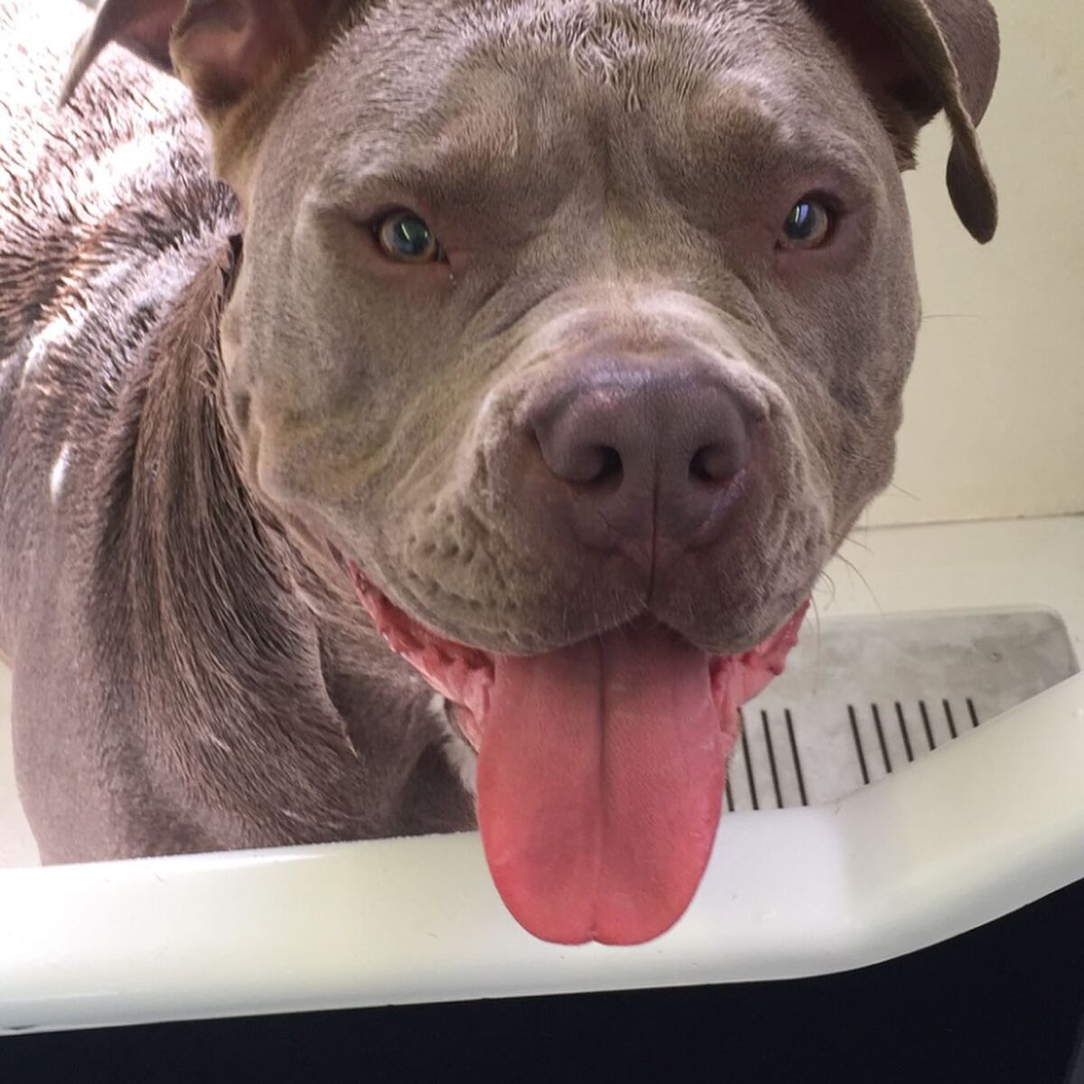 A grey staffy grinning at the camera after his wash